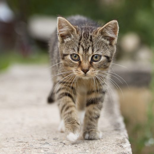 Gatto che cammina sul bordo di un muro.