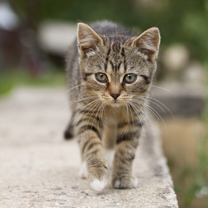 Gatto che cammina sul bordo di un muro.