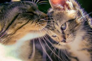 Due gatti che si leccano in modo dolce.