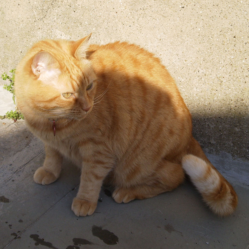 Il mio gatto rosso in posa sotto il sole.