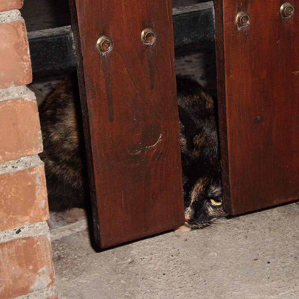 L'altro mio gatto nero nascosto dietro una staccionata.