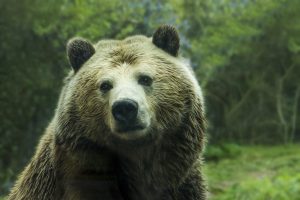 Orso che guarda leggermente fuori dall'obiettivo